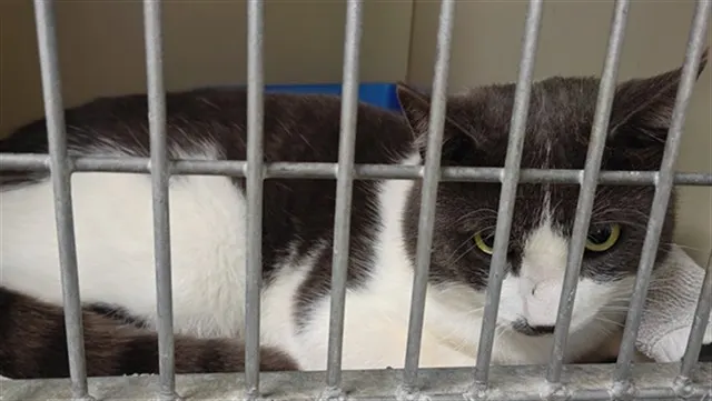 Adoptable Cat
