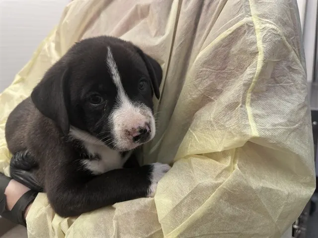 Adoptable Dog