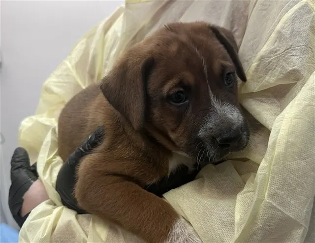 Adoptable Dog