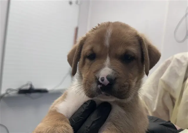 Adoptable Dog