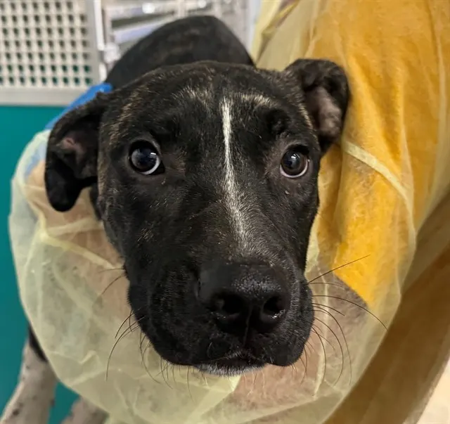 Indigo*