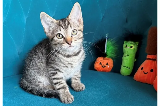 Binx