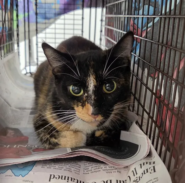 Adoptable Cat