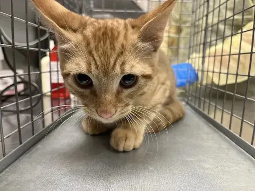 Simba
