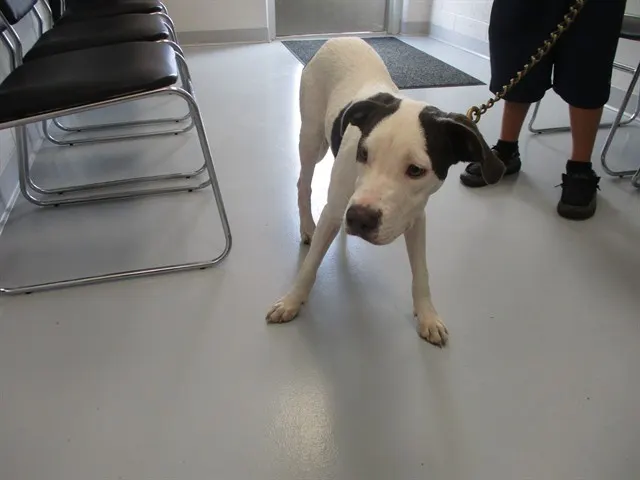 Adoptable Dog