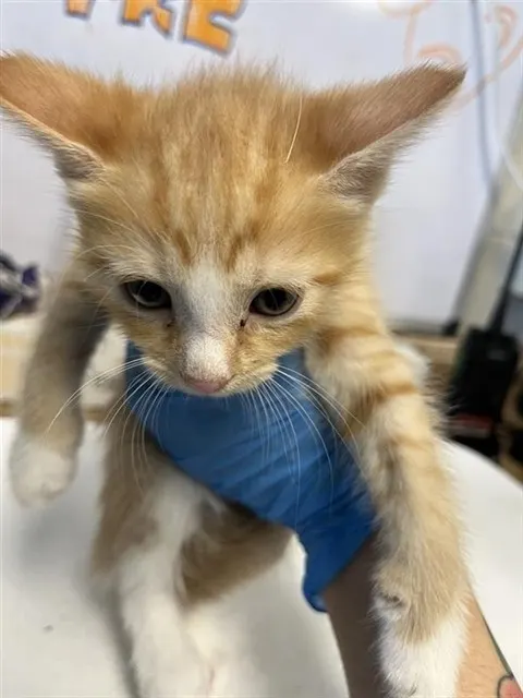 Adoptable Cat