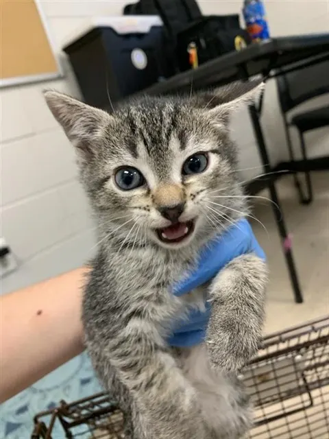Adoptable Cat