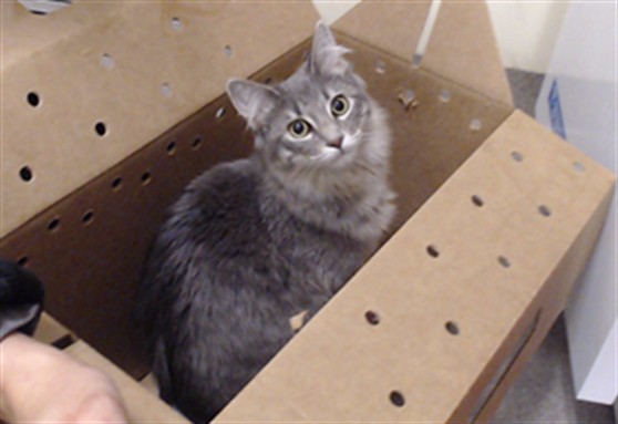 Nala