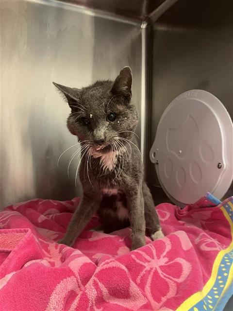 Adoptable Cat