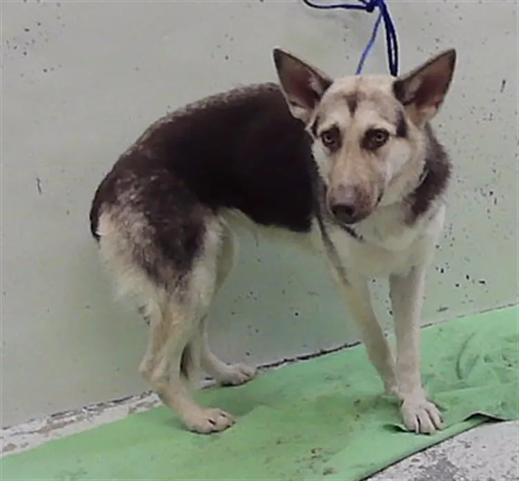 Adoptable Dog
