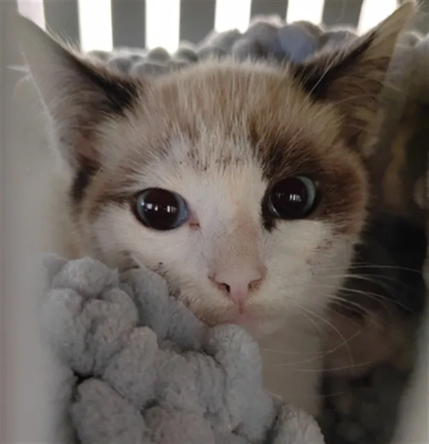 Adoptable Cat