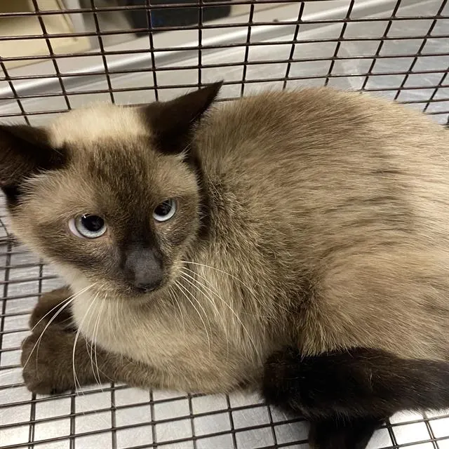 Adoptable Cat