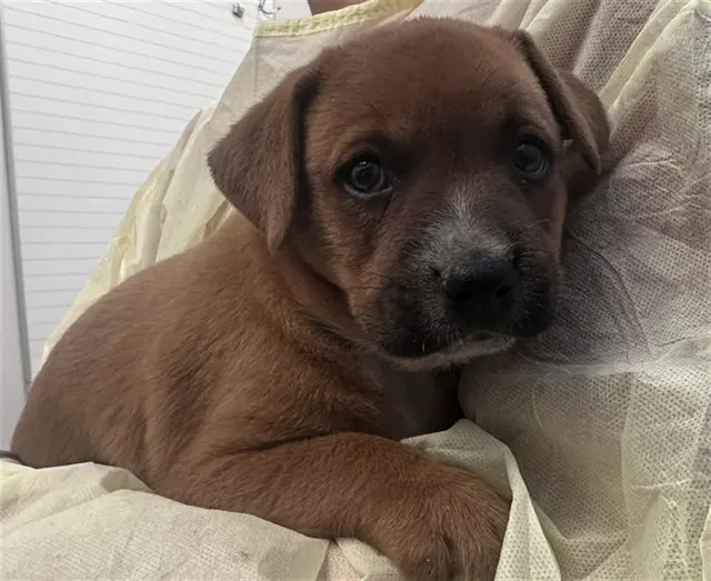 Adoptable Dog
