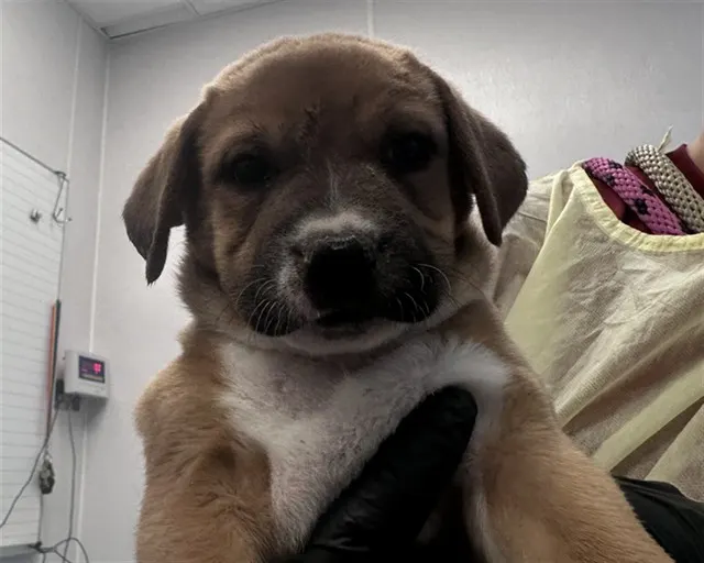 Adoptable Dog