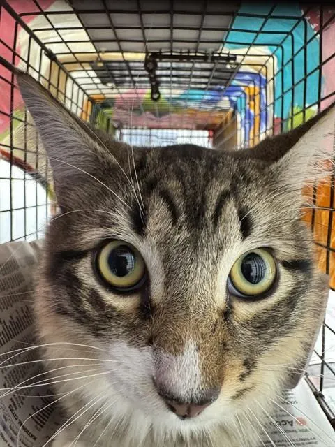 Adoptable Cat