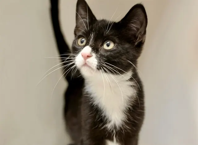 Zorro