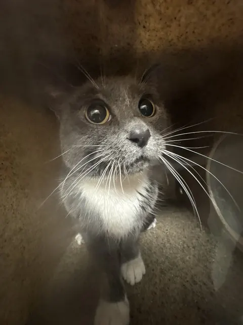 Artemis