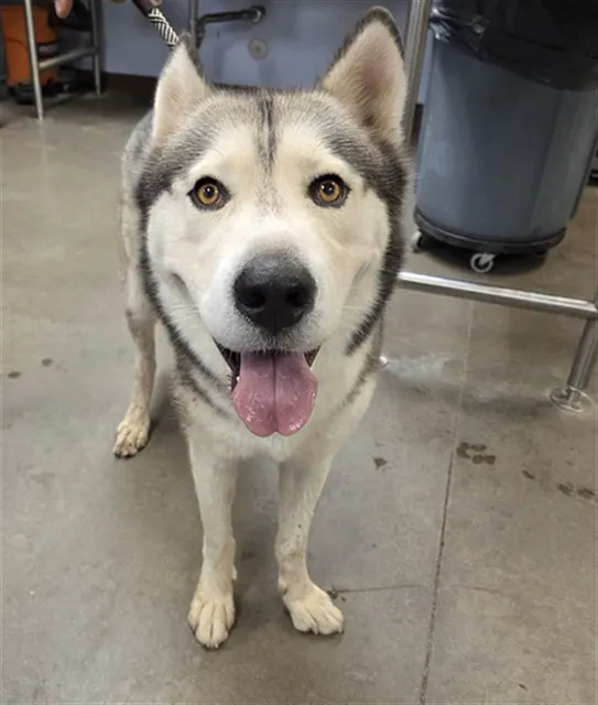 Tundra
