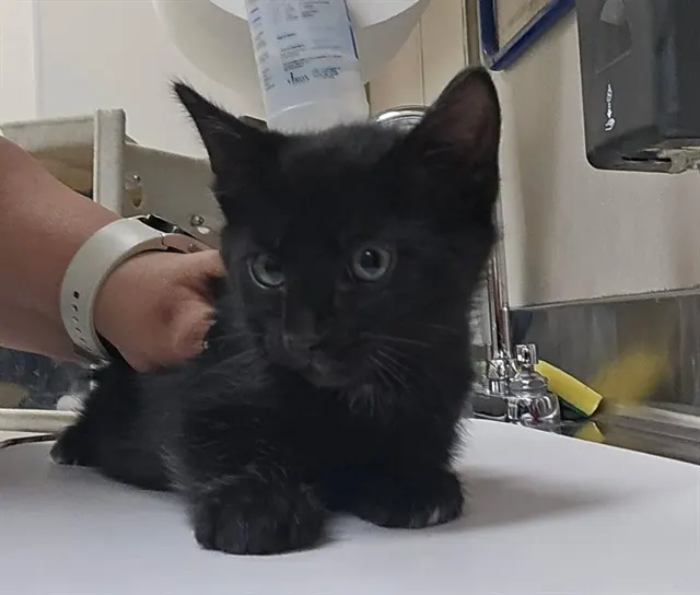 Adoptable Cat