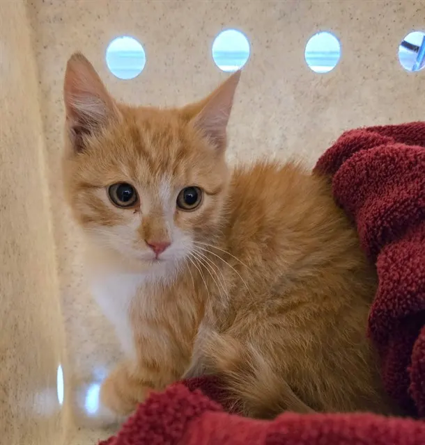Adoptable Cat