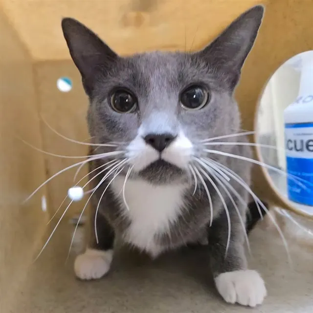 Adoptable Cat