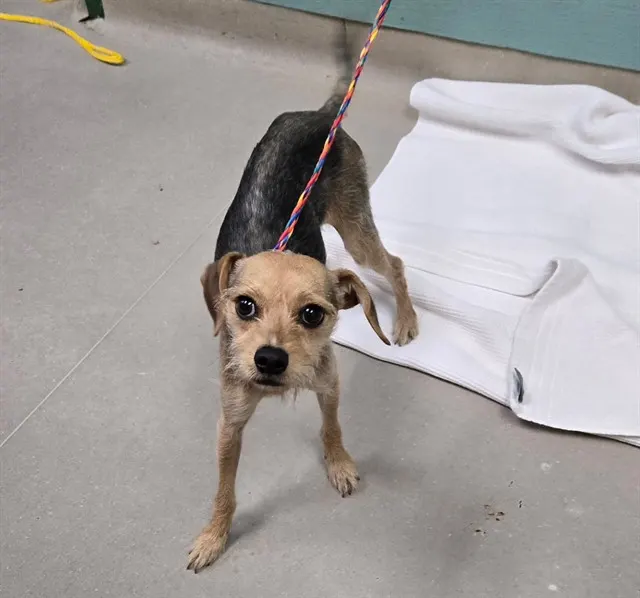 Adoptable Dog