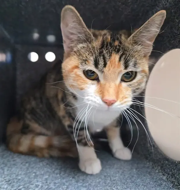 Adoptable Cat