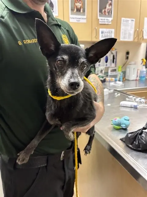 Adoptable Dog
