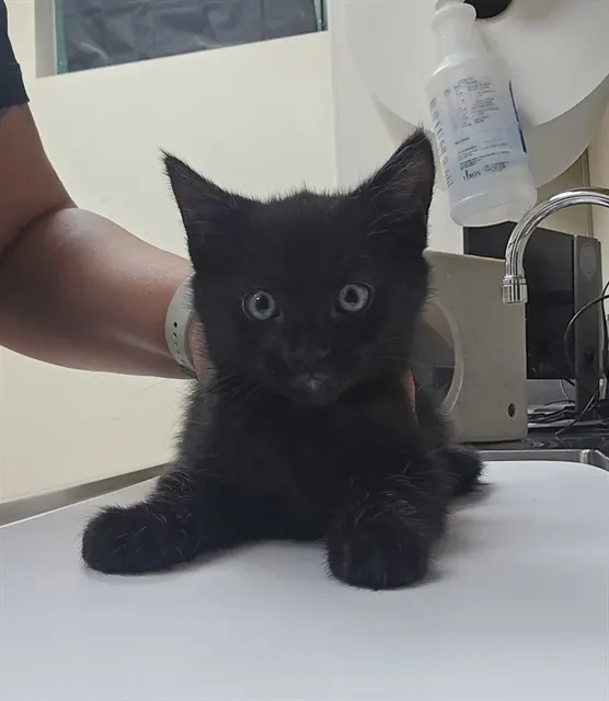 Adoptable Cat