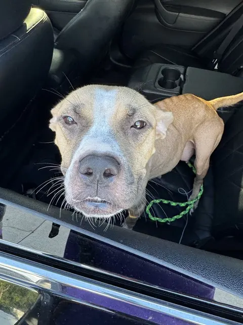 Adoptable Dog