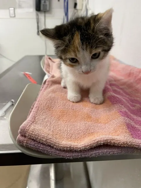 Adoptable Cat