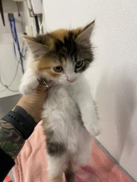 Adoptable Cat