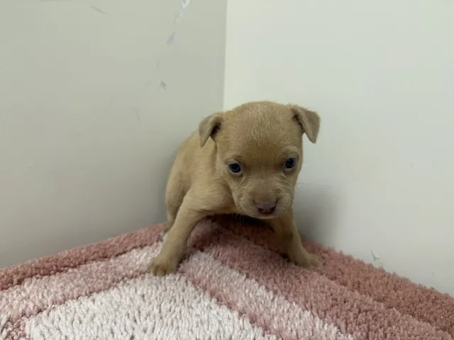 Peanut