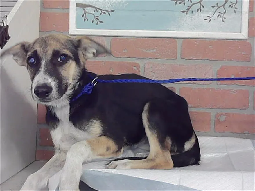 Adoptable Dog