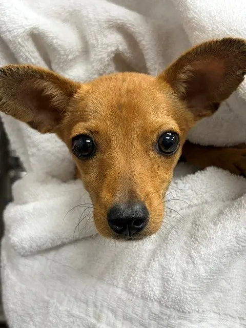 Adoptable Dog