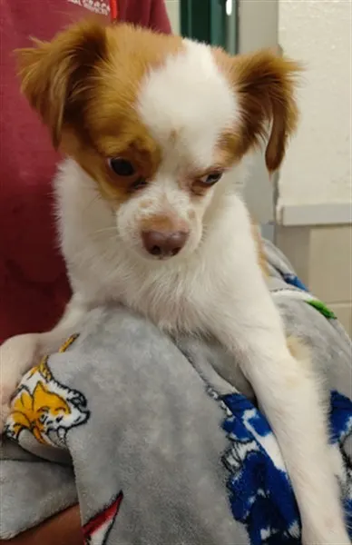 Adoptable Dog