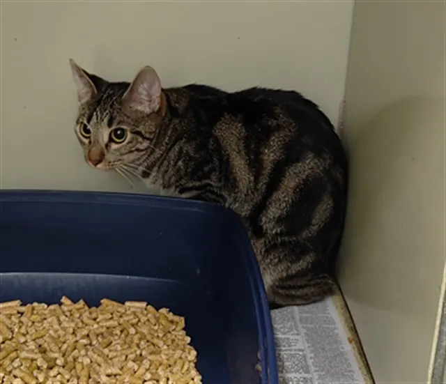 Adoptable Cat