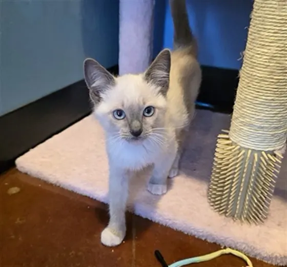 Jinxy
