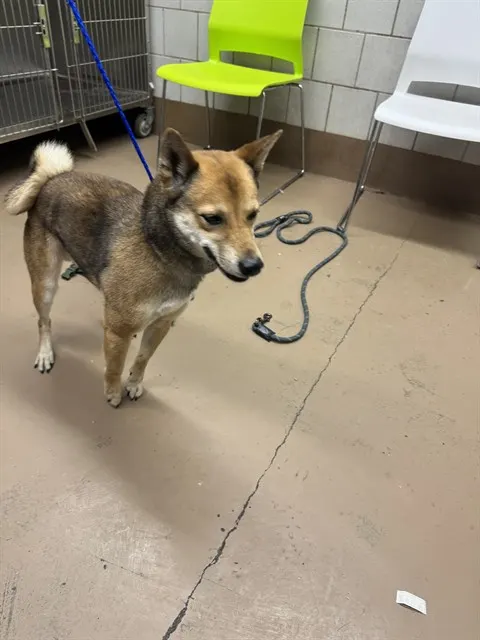 Adoptable Dog