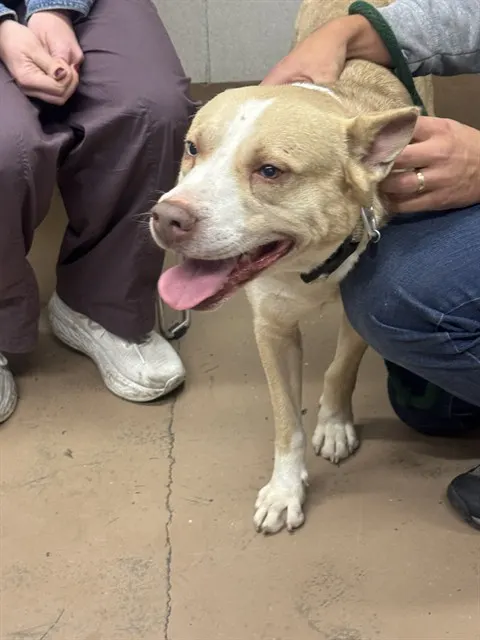 Adoptable Dog