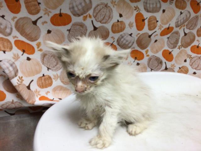 Adoptable Cat