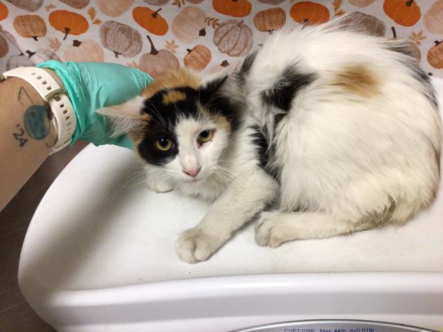 Adoptable Cat