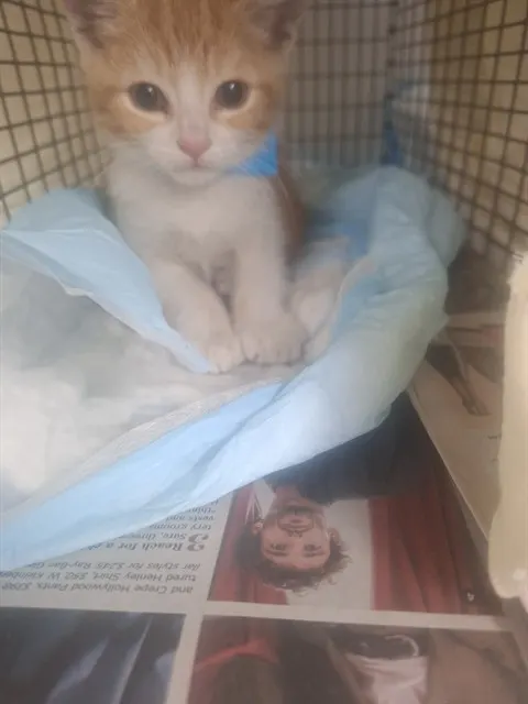 Adoptable Cat