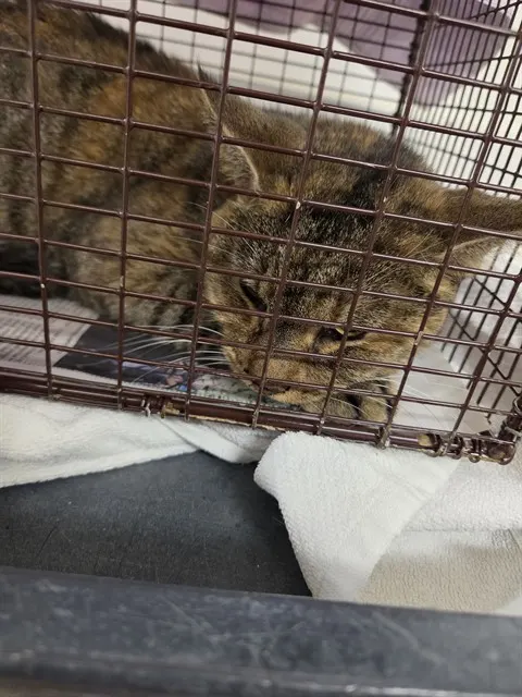 Adoptable Cat