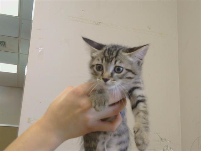 Adoptable Cat