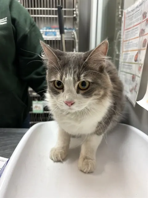 Adoptable Cat