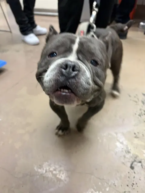 Adoptable Dog