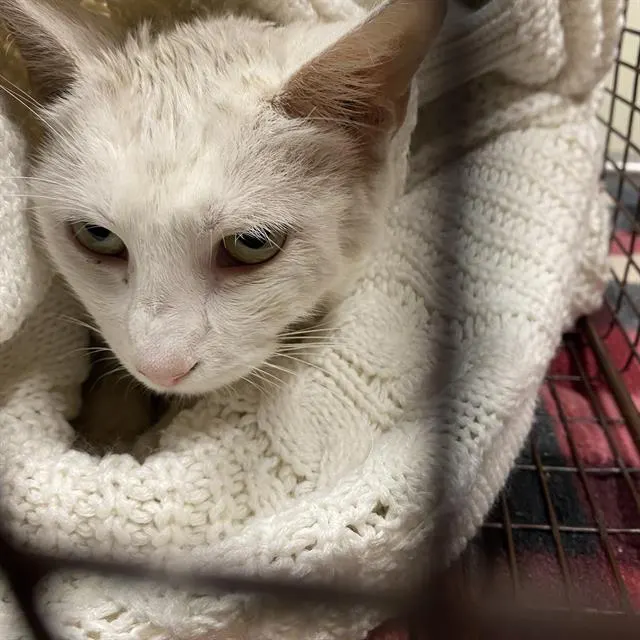 Adoptable Cat