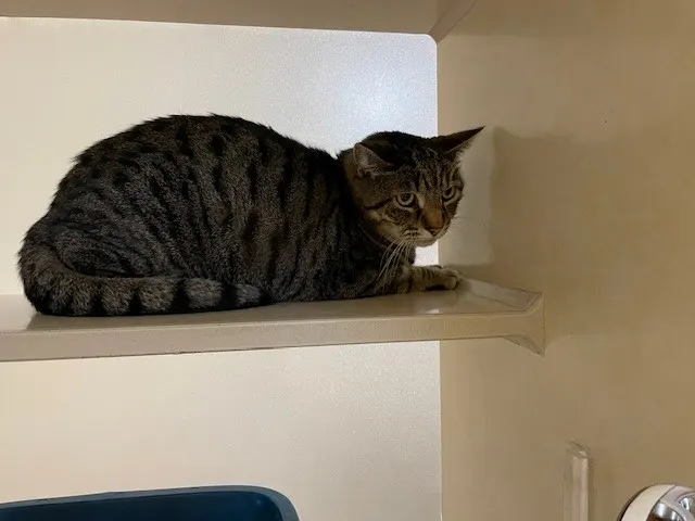 Archer