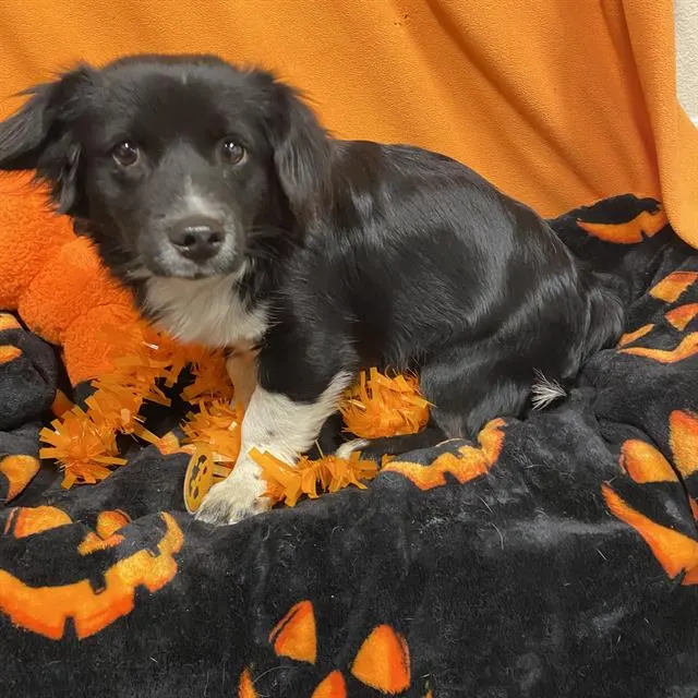 Adoptable Dog